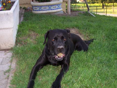 mn chien 